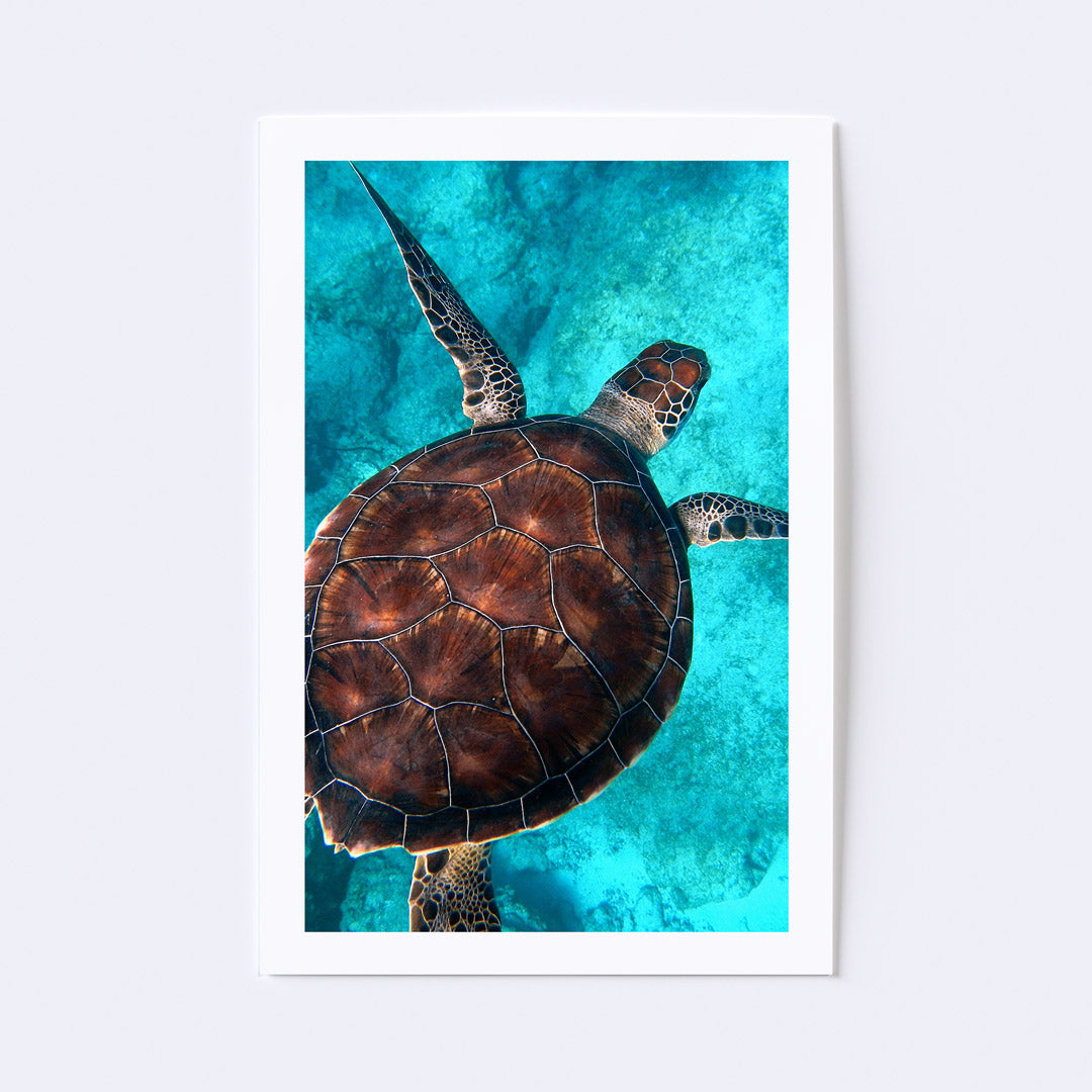 Tengeri teknős poszter